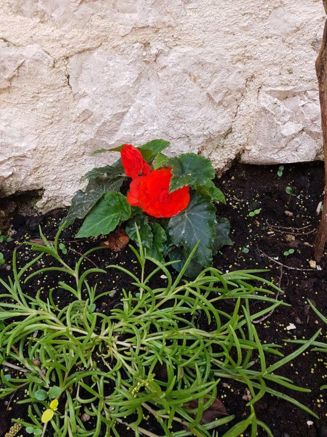Appartamento Terra Rossa Rovigno Esterno foto